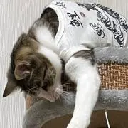 Y(o^^o)★の画像