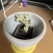 すーの画像