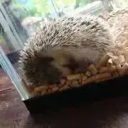 ハリネズミ