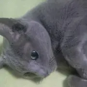 ゆーきの画像