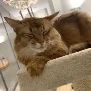 タピオカの画像