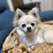 やがてみんぐバーガーの画像