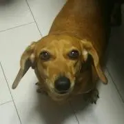 バボの画像