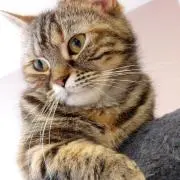 しの☆