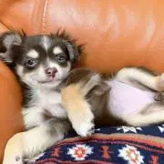 ももたろす