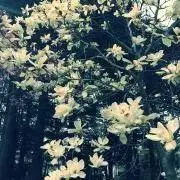 ねこねこの画像
