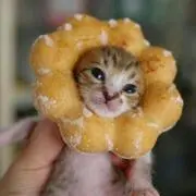 だいだい