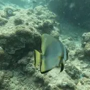 ツバメの画像