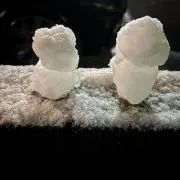 ごましおの画像