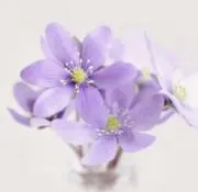紫子の画像
