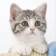 ねねこ
