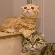 きい