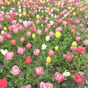 kohana☺︎の画像
