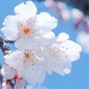 桜の木（プロフをお読みください）の画像