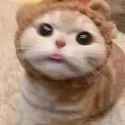I like turtlesの画像