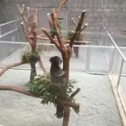 久雄安井の画像