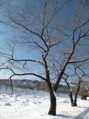 夏の画像