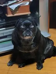 ジョジョ 荒木飛呂彦 丸盆 135枚限定 - メルカリ