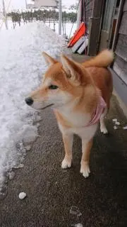 ゆめの画像