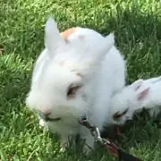 うさぎの画像