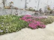 うたの画像