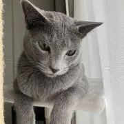 シナモンの画像