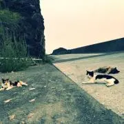 pon ponの画像