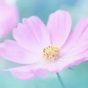 BelleFee✿プロフご確認下さい。の画像