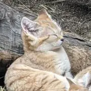 sanhachiの画像
