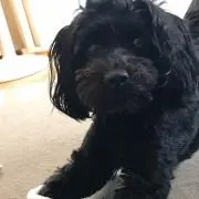 popoの画像