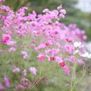 つき