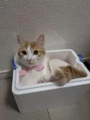 ☆유미 ゆみ☆の画像