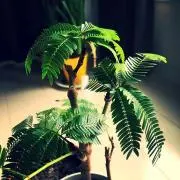 まめの画像
