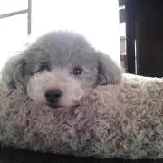 michi