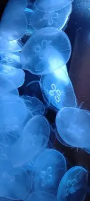 ま