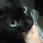 upippiの画像
