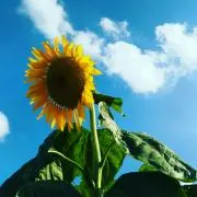 めるねこの画像