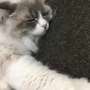 ぶたさま
