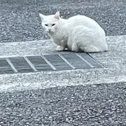 ねこのこねの画像