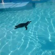 ハッチ