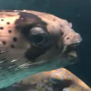 マルオ