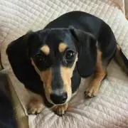 もかすけの画像