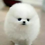 わんちゃん*平日発送の画像