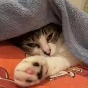 さくの画像