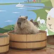 ZENの画像