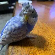 まえたかの画像