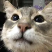ぺーぺーの画像