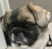 ムサパパの画像