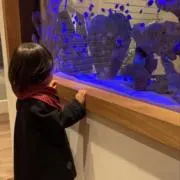 ちょっこと水族館プレサマーSALE中！！の画像
