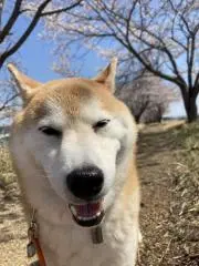 モリモリの画像